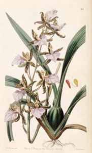 Rhynchostele bictoniensis by Miss Drake